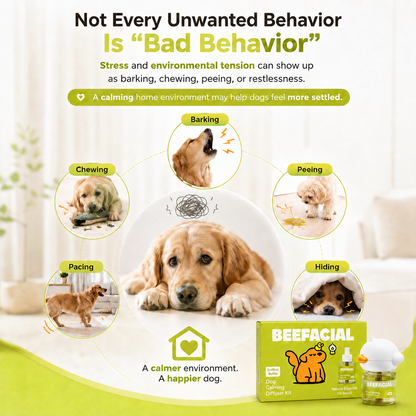 Help your anxious dog feel safe and calm