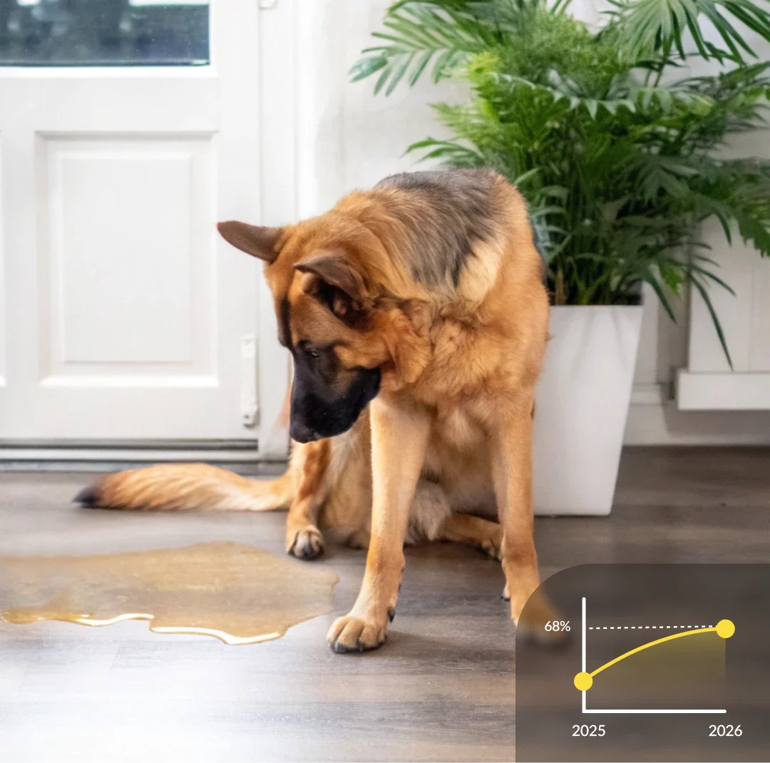 Dog looking at an indoor accident