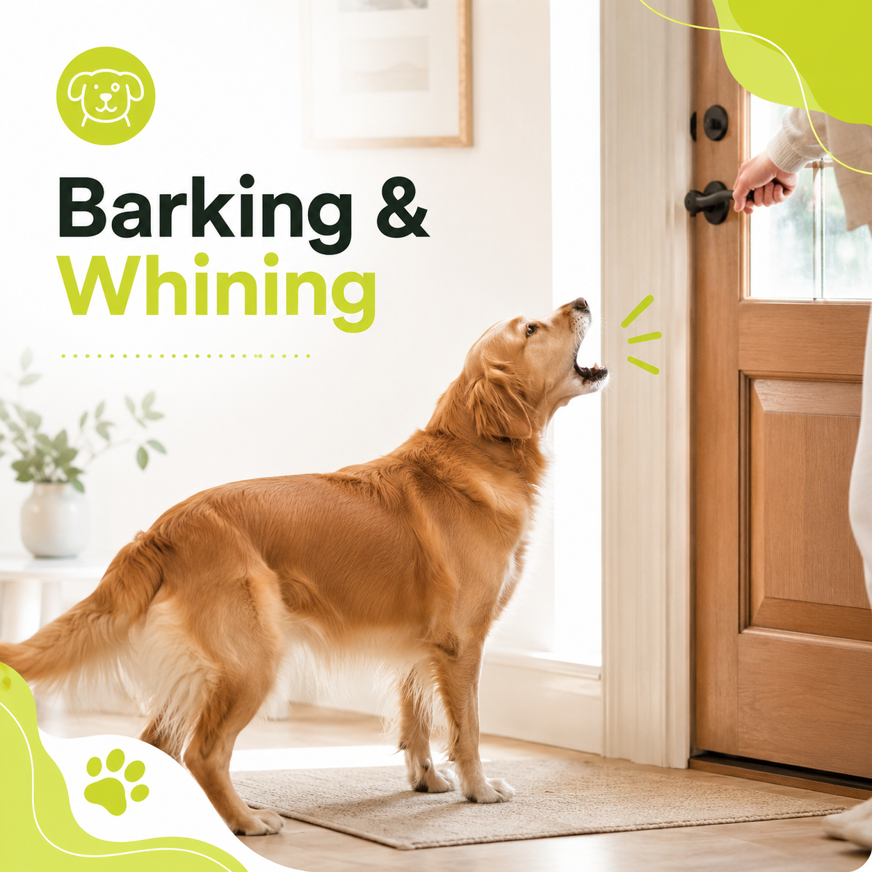 Help your anxious dog feel safe and calm